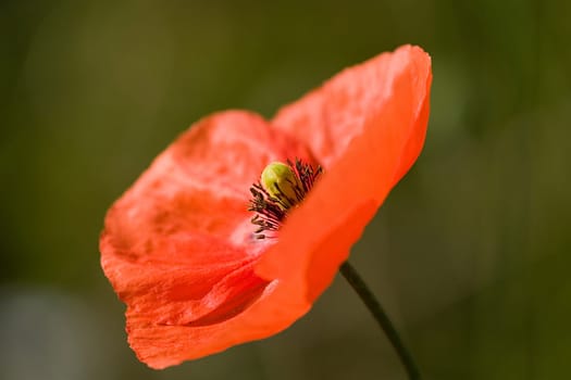 Poppy Blossom 5