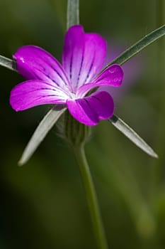 Flower of the Year 2003 - The corn wheel belongs to the so-called field flora and was a common plant in winter cereals until the 60s,along with many other wild herbs. As a result of modern farming methods within agriculture (especially