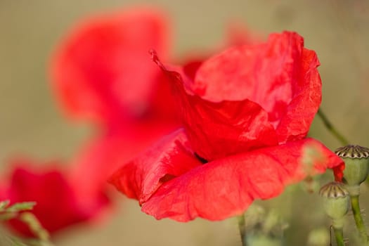 Poppy Blossom 6