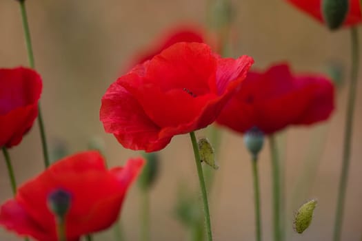 Poppy blossoms