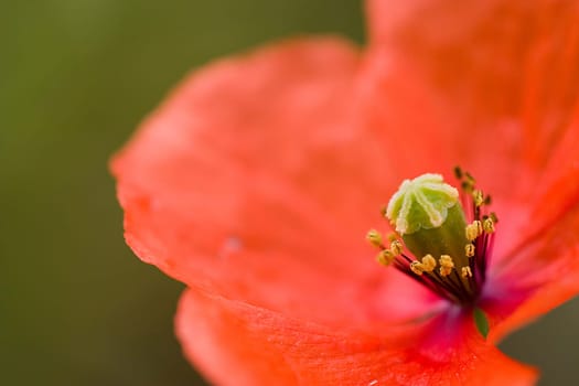 Poppy Blossom 1