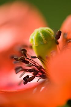 Poppy Blossom 4