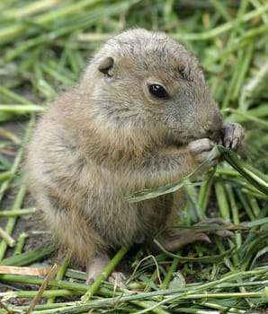 Blacktail Prairie Dog