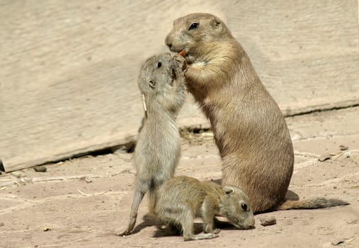 Prairie dog family