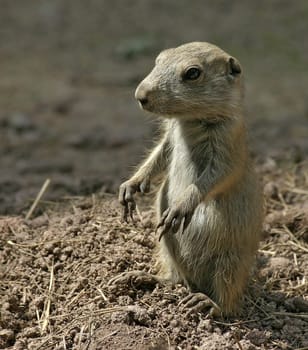 Prairie dog baby