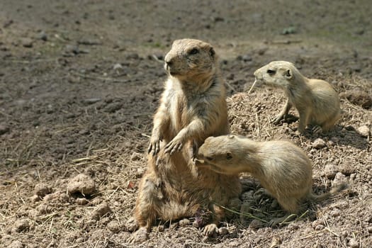 I know for a fact that you have hidden my teat bottle here somewhere!
