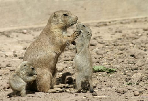 Child! Look at me when I talk to you !!!