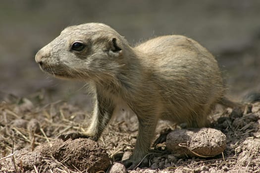 Blacktail Prairie Dog Baby