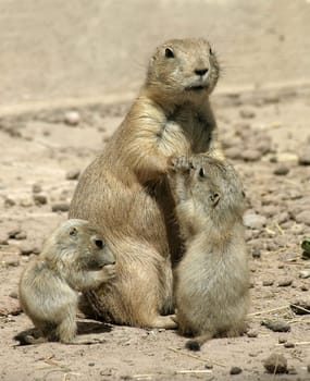 Prairie dog family