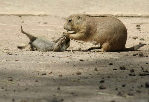 Prairie dog offspring