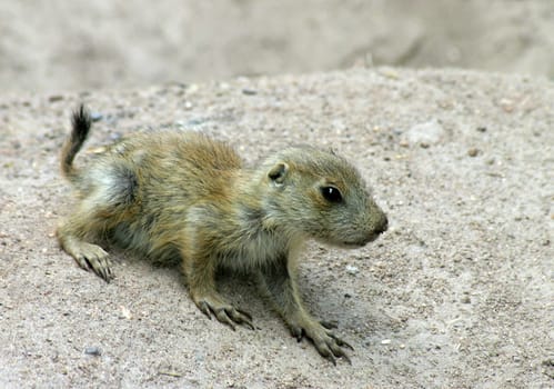 Blacktail Prairie Dog Baby