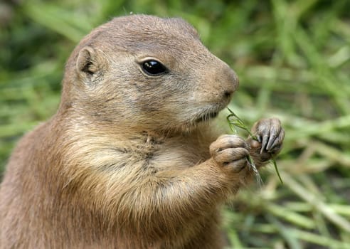 Prairie Dog Portrait