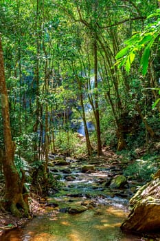 Rainforest and calm river with waterfall hidden behind trees in the state of Minas Gerais, Brazil