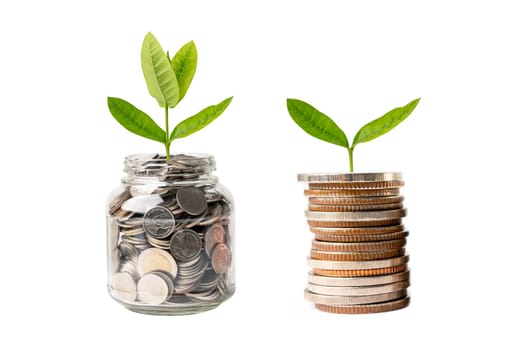 Tree plumule leaf on save money coins, Business finance saving banking investment concept.
