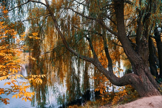 Autumn landscape with willow tree and lake in the park