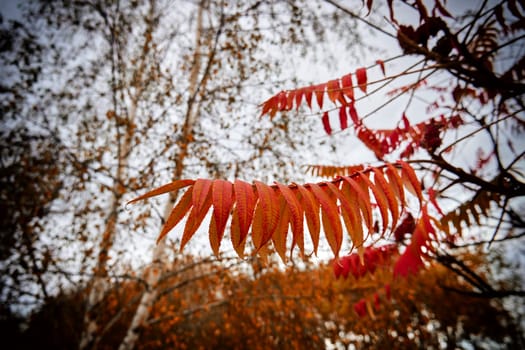 Autumn leaves on tree branches close-up. Season of beautiful fall leaves