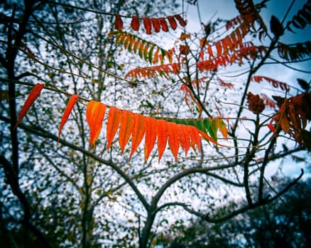 Colorful autumn leaves on tree branches in the forest. Added vintage film camera effect