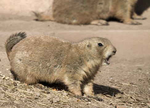 Black-tailed Prairie Dog