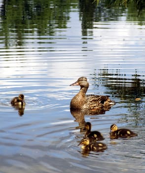Duck Brood II