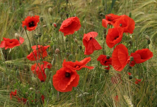 ... I think this year poppy is less common than last year... I still found some...:-) Lg Bea