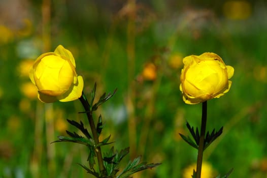 European troll flower Trollius europaeus Switzerland