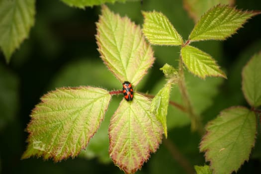 Cercopis vulnerata on blackberry leaves