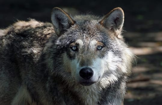 Lonesome Wolf