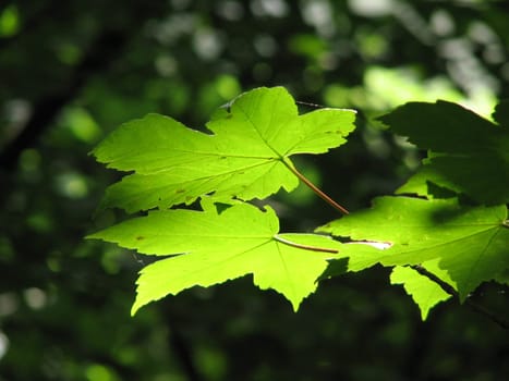 Bright maple leaves