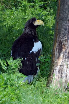 Giant Sea Eagle