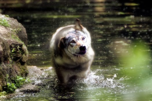 Shake off the water