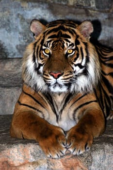 The Tiger