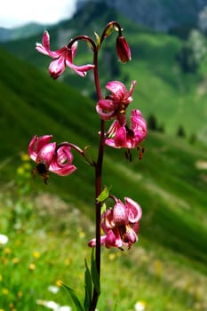Türkenbund lily Lilium martagon