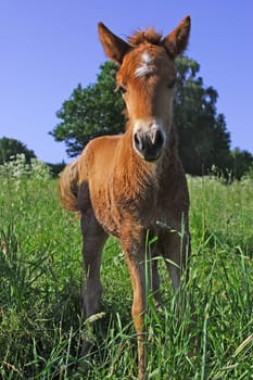 barely a few days old,curious Icelandic foal on the mare pasture o)