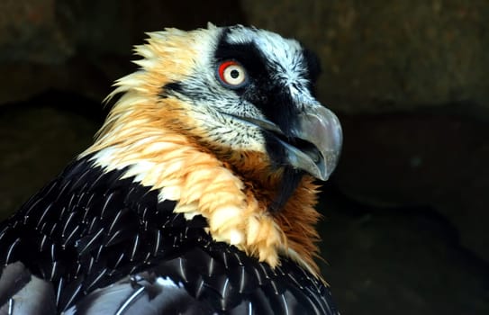 Bearded Vulture Portrait