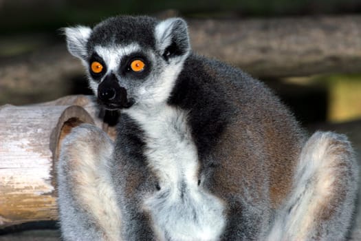 Madagascar