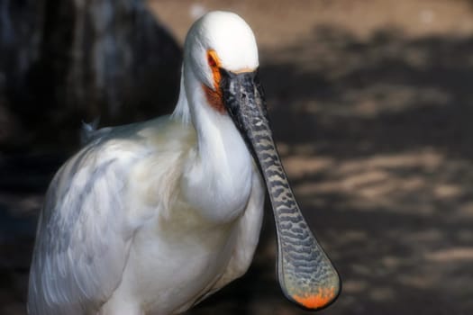 A beautiful beak