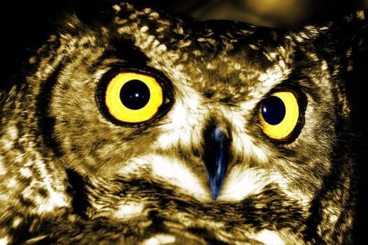 Beautiful spotted eagle owl