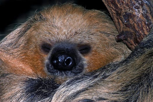 Two-toed Sloth Portrait