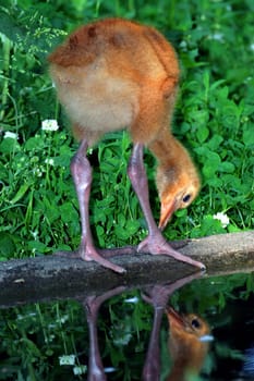 Little chick