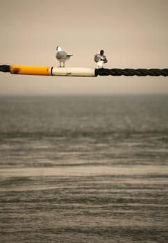 Two black-headed gulls on a rope over the North Sea