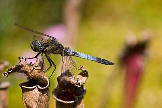 I'm not quite sure if that's a big blue arrow or a spike spot. The latter is supported by its behavior,which is very similar to that of four-spotted dragonflies. In addition,the body is slightly hairy. Lt. Kosmos dragonfly guide is the Pfl