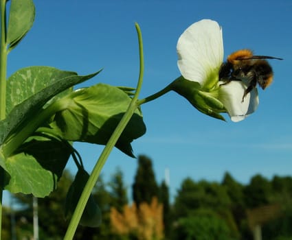 Pollination