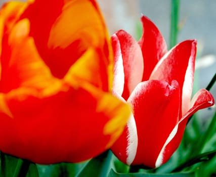 Tulips