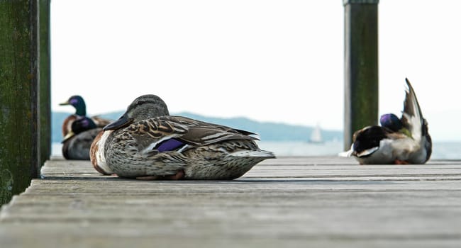 Ducks on the jetty