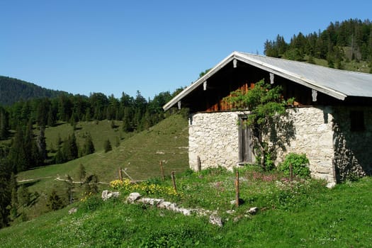 On the alpine pasture