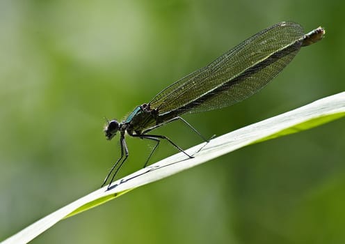 Banded demoiselle