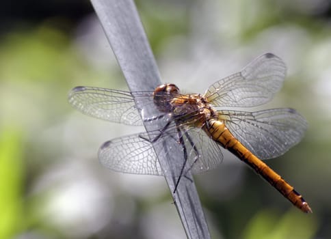 Four-spotted dragonfly