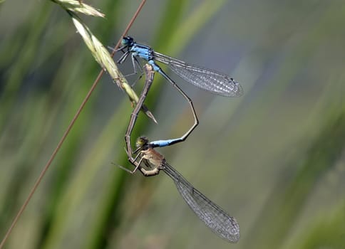 Ischnura elegans