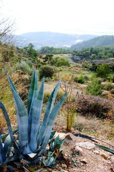Agaves with vision