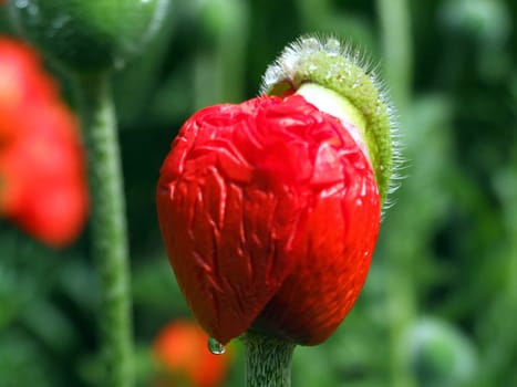 poppy blossom